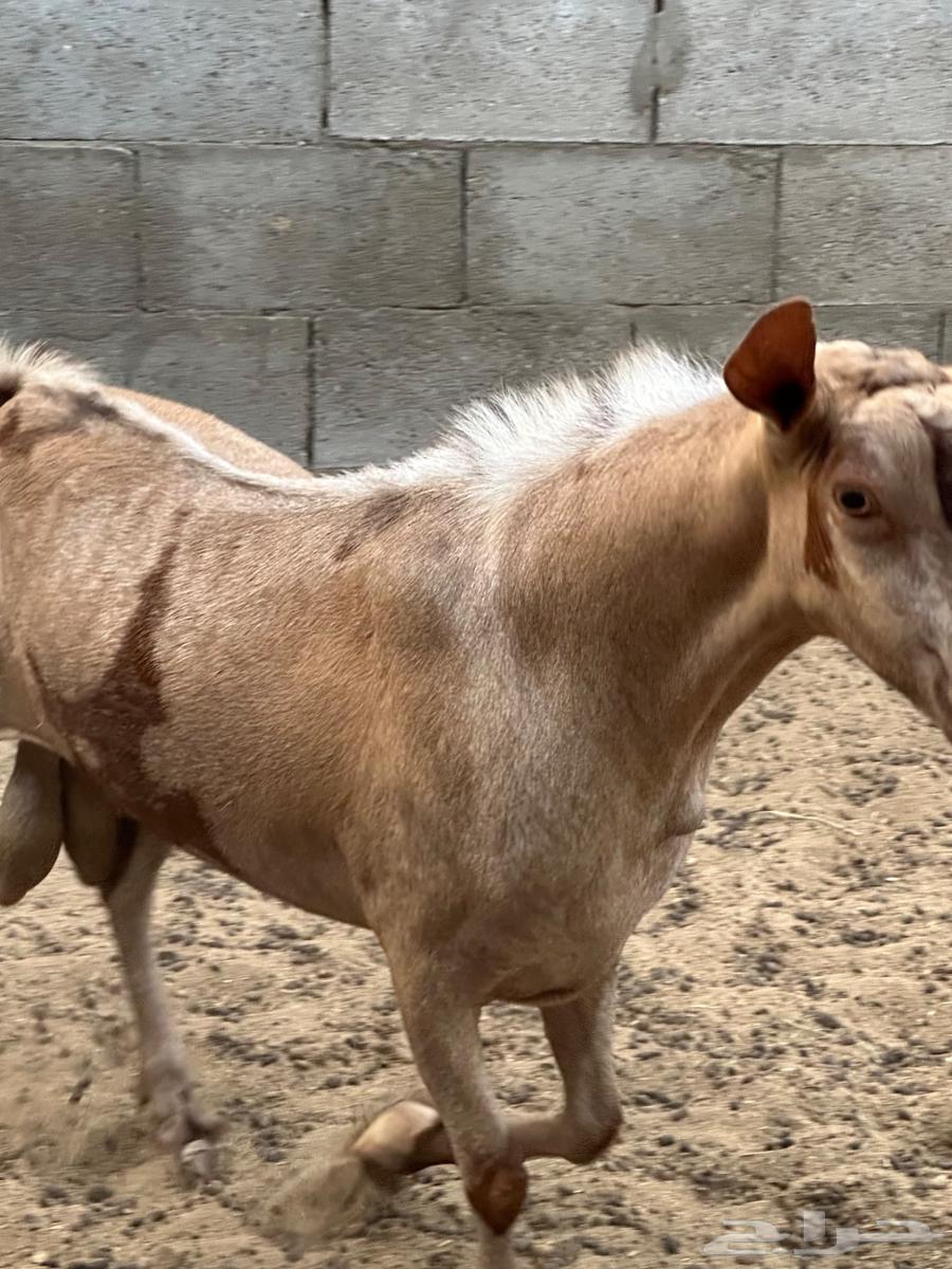 فحل للبيع64615522334081111