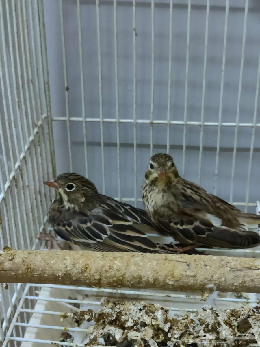 كناري حسون بلبل تغريد درسة الشعير القمح64615559072515110