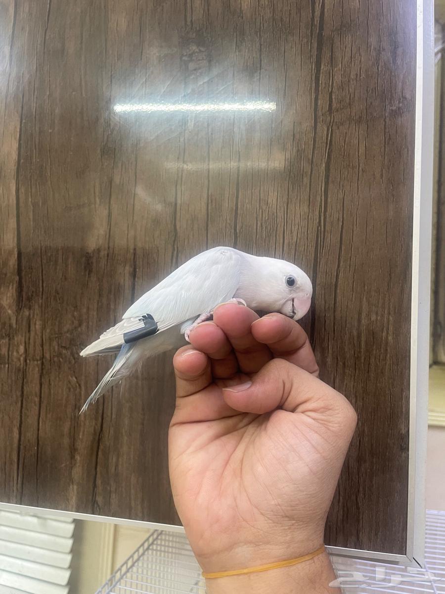 طير روز للبيع64615930835458110