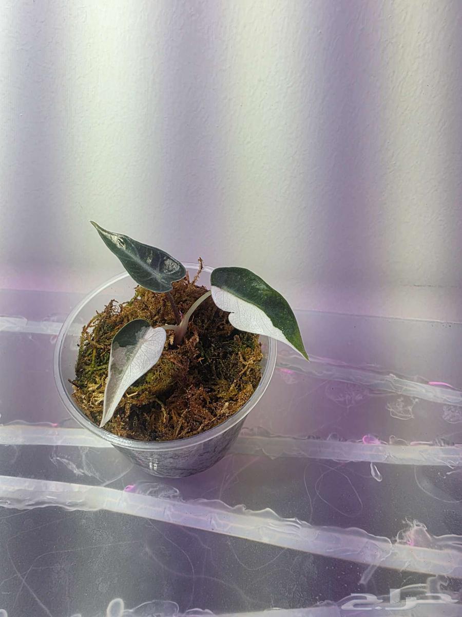 الوكاسيا بامبينو الوردي alocasia bambino pink من النوادر64616017694849112