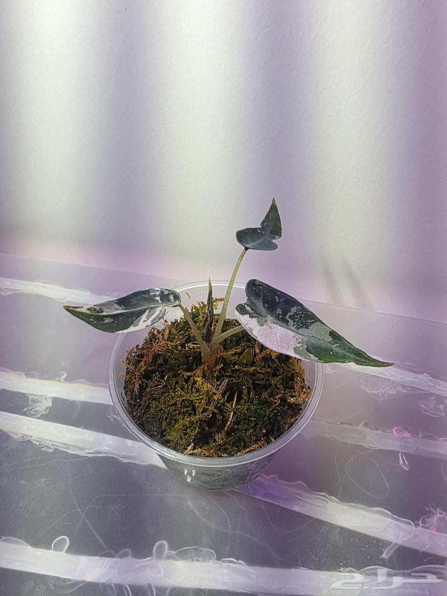 الوكاسيا بامبينو الوردي alocasia bambino pink من النوادر64616017694849110