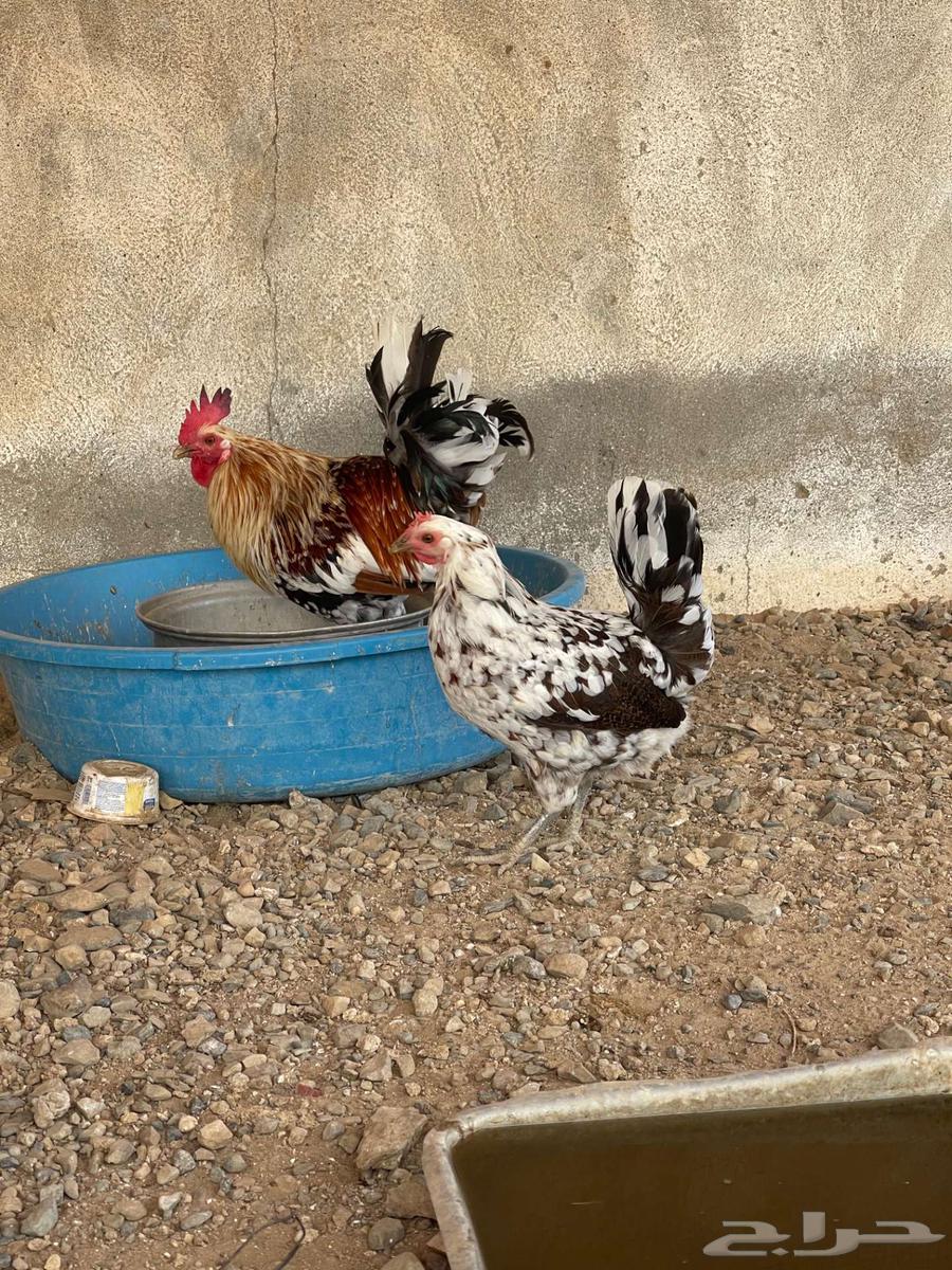 دجاج عربي ماكنتوش ( تم البيع )64616329741187112