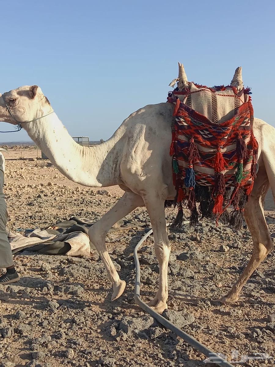 ركبي للبيع64616480275585112