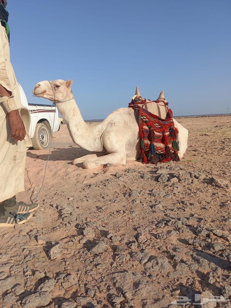 ركبي للبيع64616480275585110