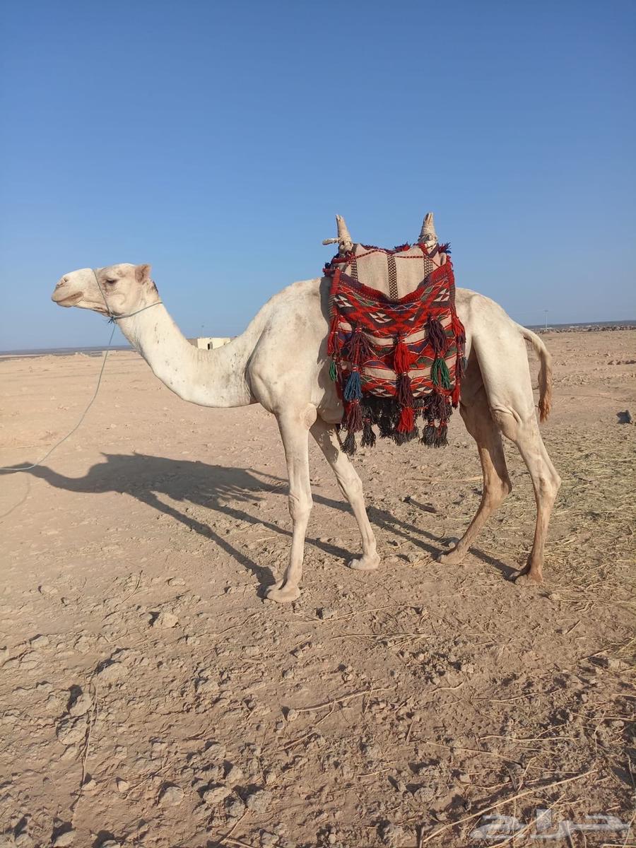 ركبي للبيع64616480275585111