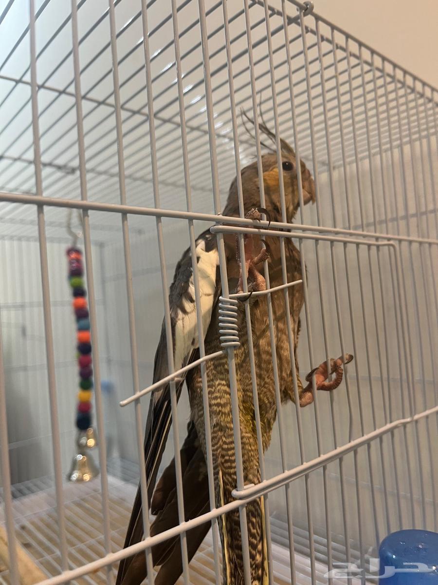 Crane64616554537986112