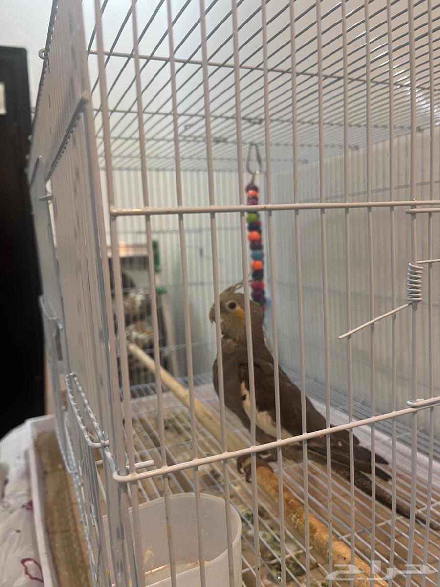 Crane64616554537986111