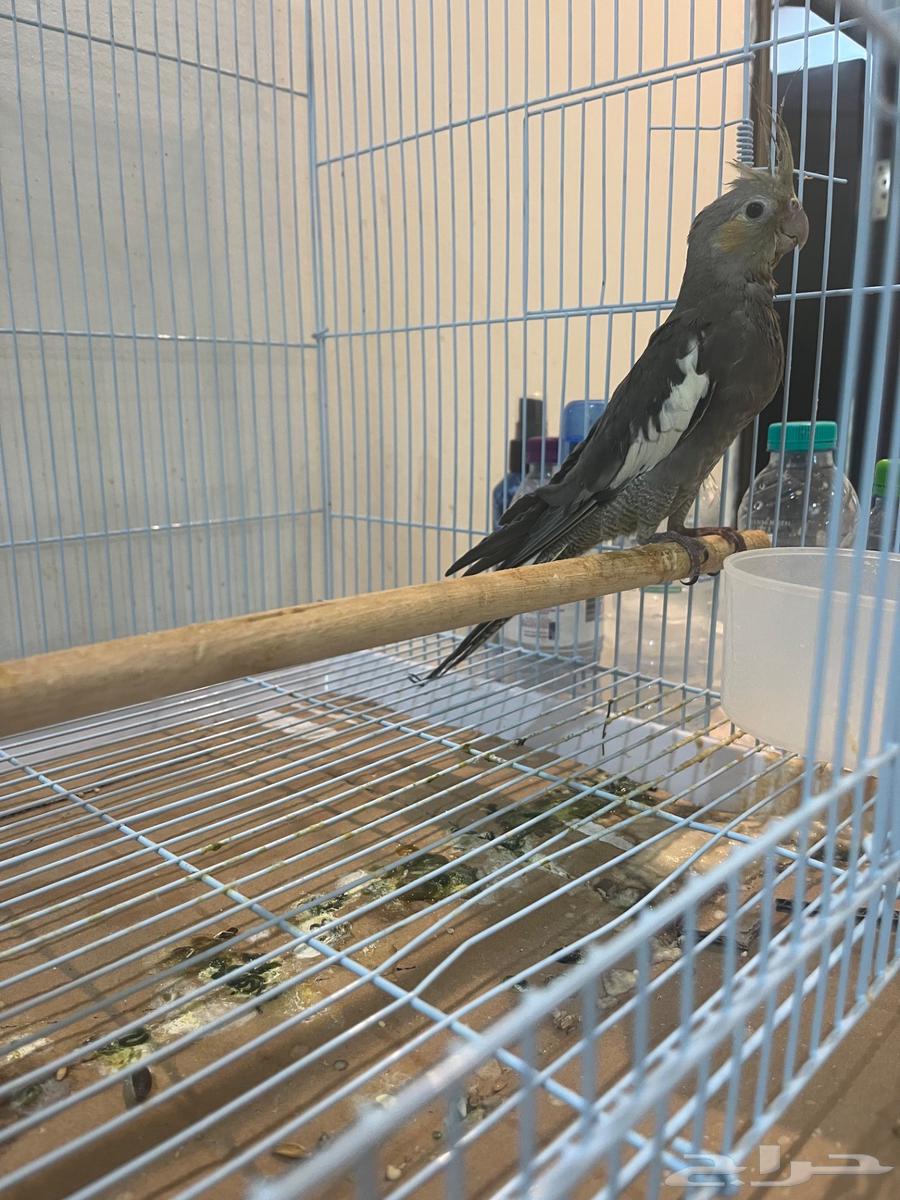 Crane64616554537986110