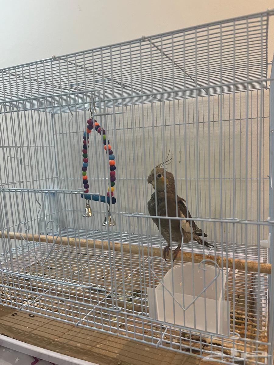 Crane64616554537986113