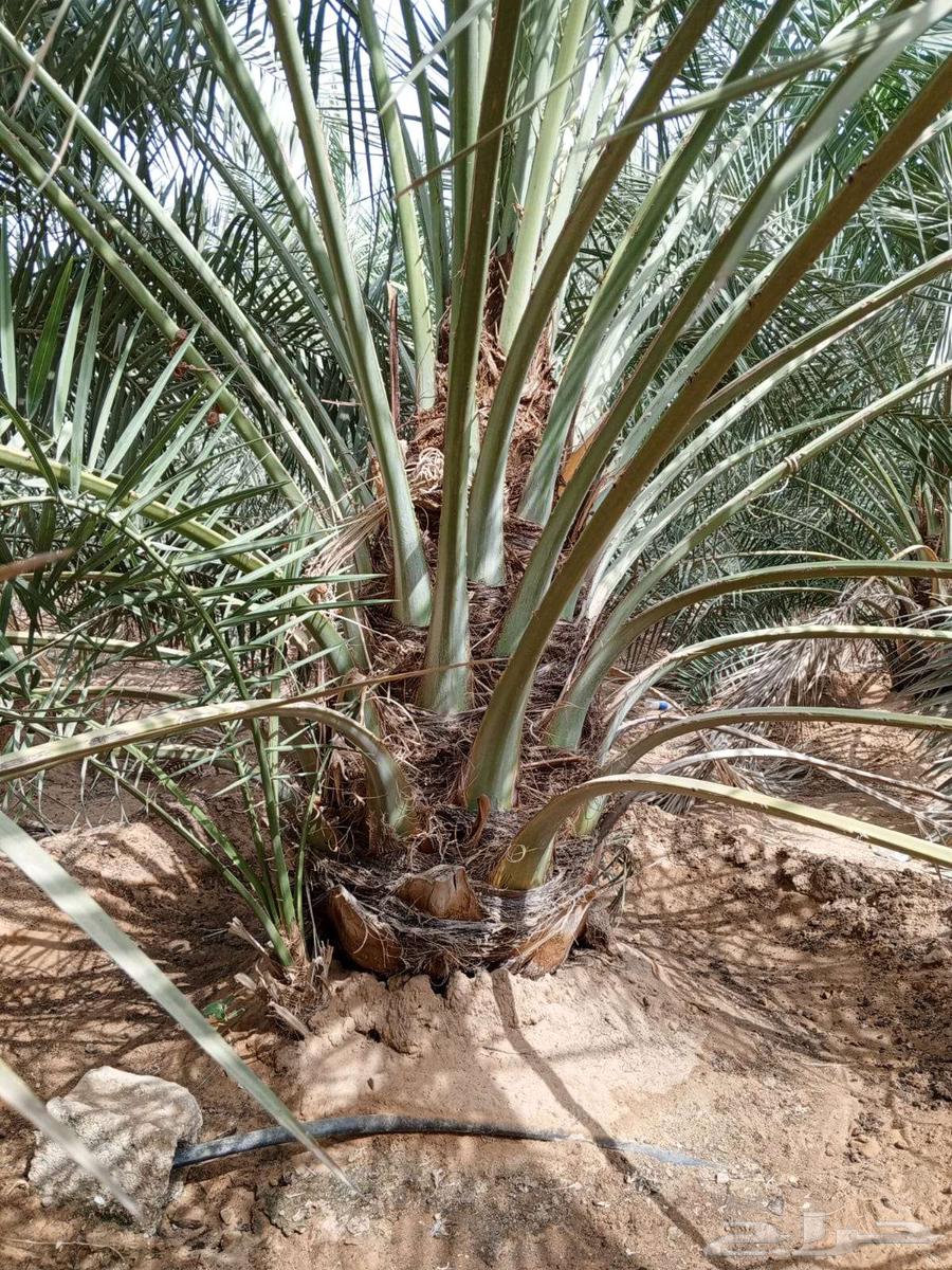 Date Palm Trees for Sale – Large and Small64616877623041110