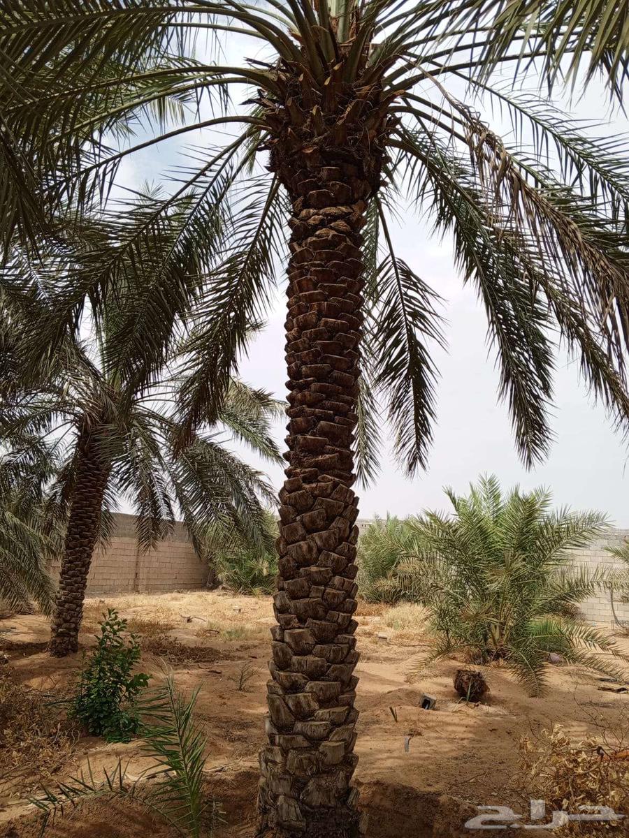 Date Palm Trees for Sale – Large and Small64616877623041111