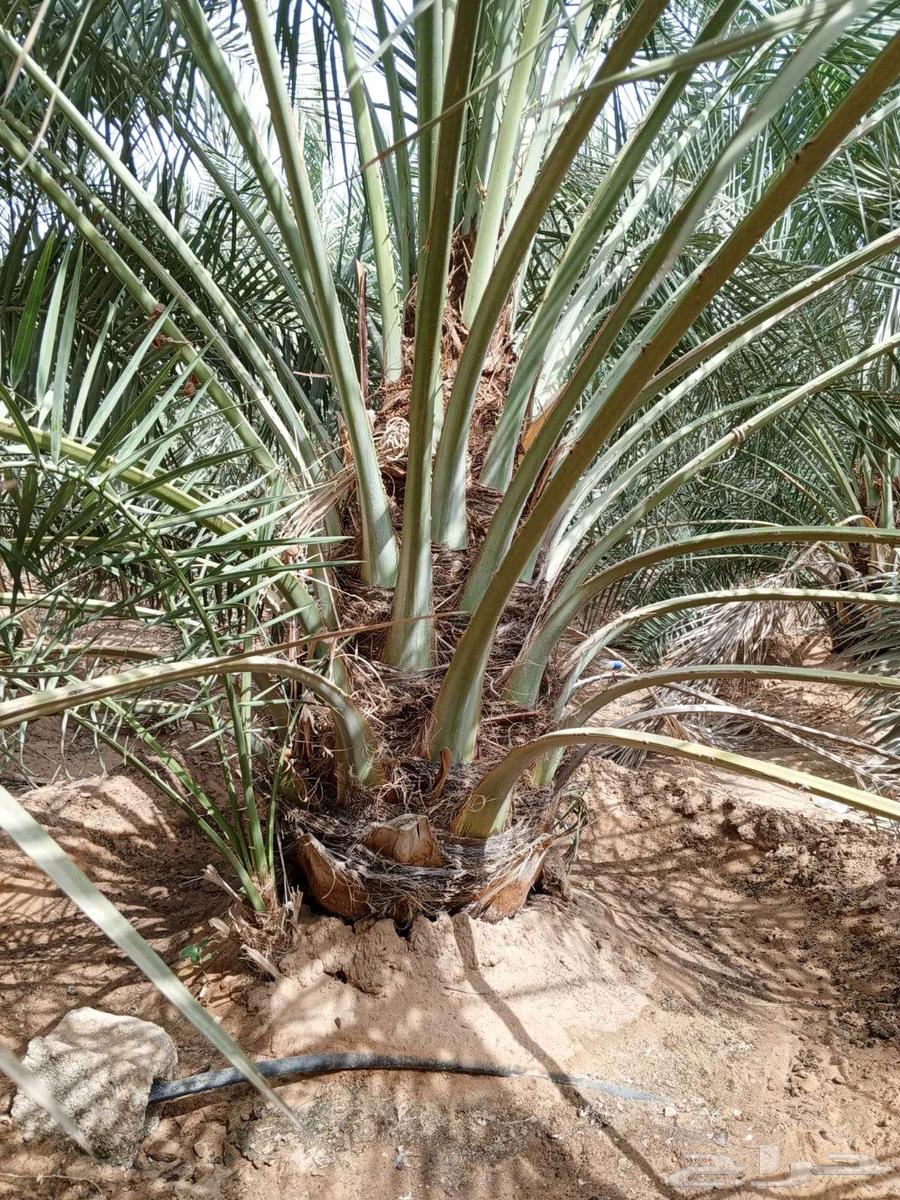 Date Palm Trees for Sale – Large and Small64616877623041112
