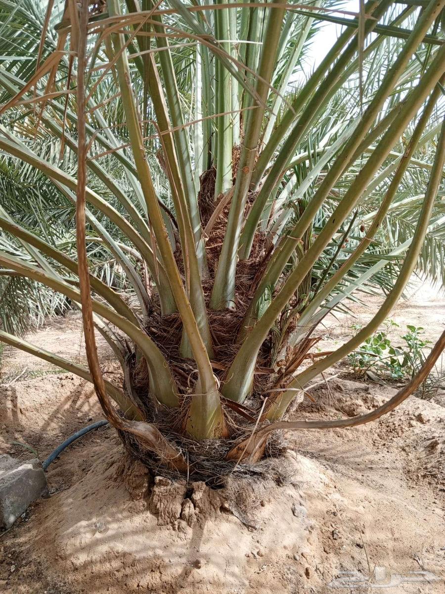 Date Palm Trees for Sale – Large and Small64616877623041113