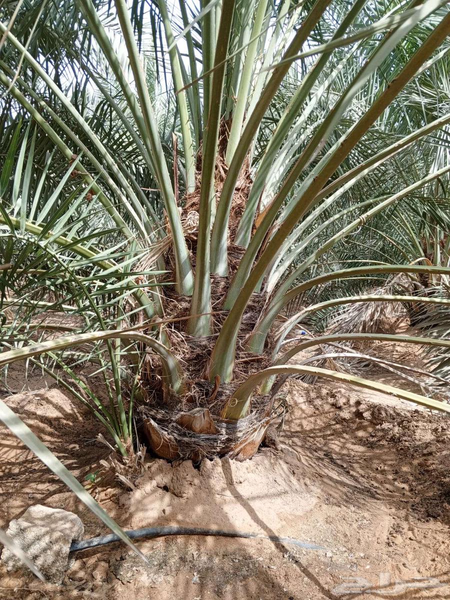 Date Palm Trees for Sale – Large and Small64616877623041114