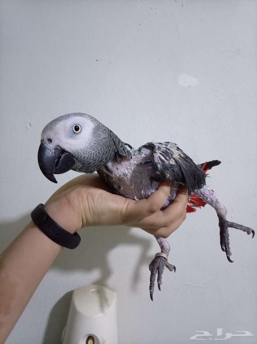 انثي بكاسكو محلله بشهادةاليفةجدامتكلمةللبيع اوبدل بامازوني64613703927171112