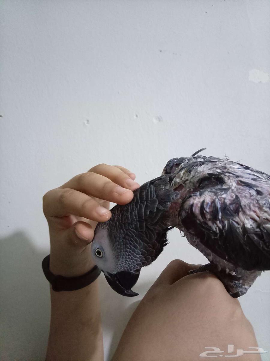 انثي بكاسكو محلله بشهادةاليفةجدامتكلمةللبيع اوبدل بامازوني64613703927171114