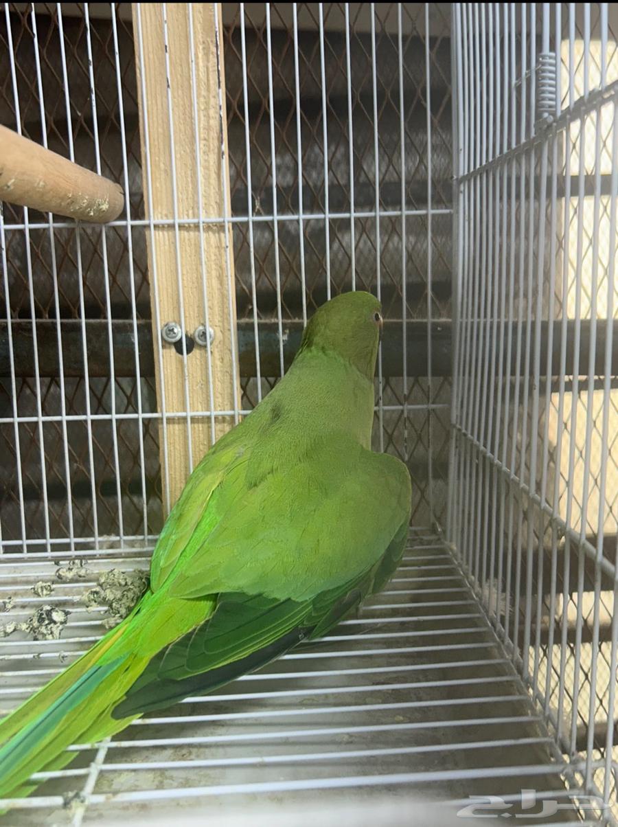 البيع انثي دره64613851264513111