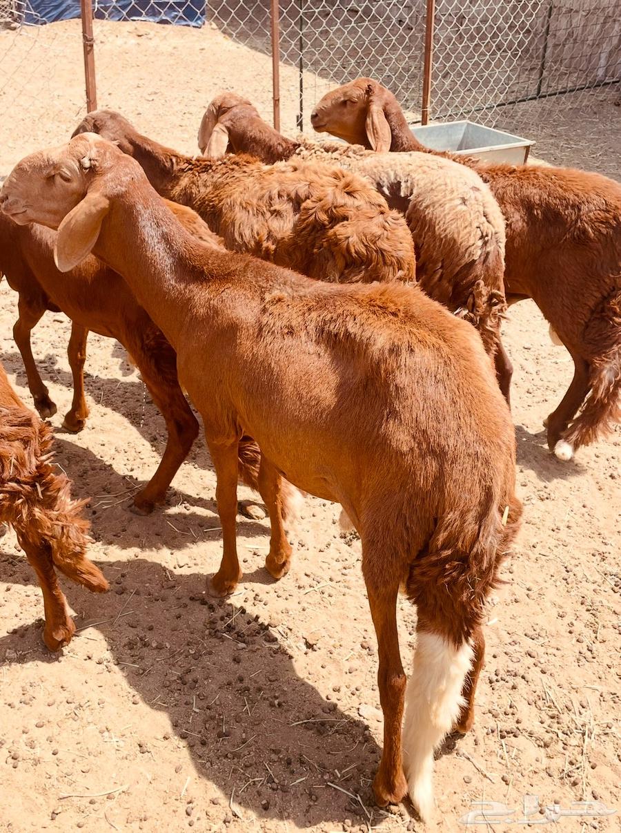 Swaakan Sheep, Raised for Over Three Months – God Is Witness64613642894594110