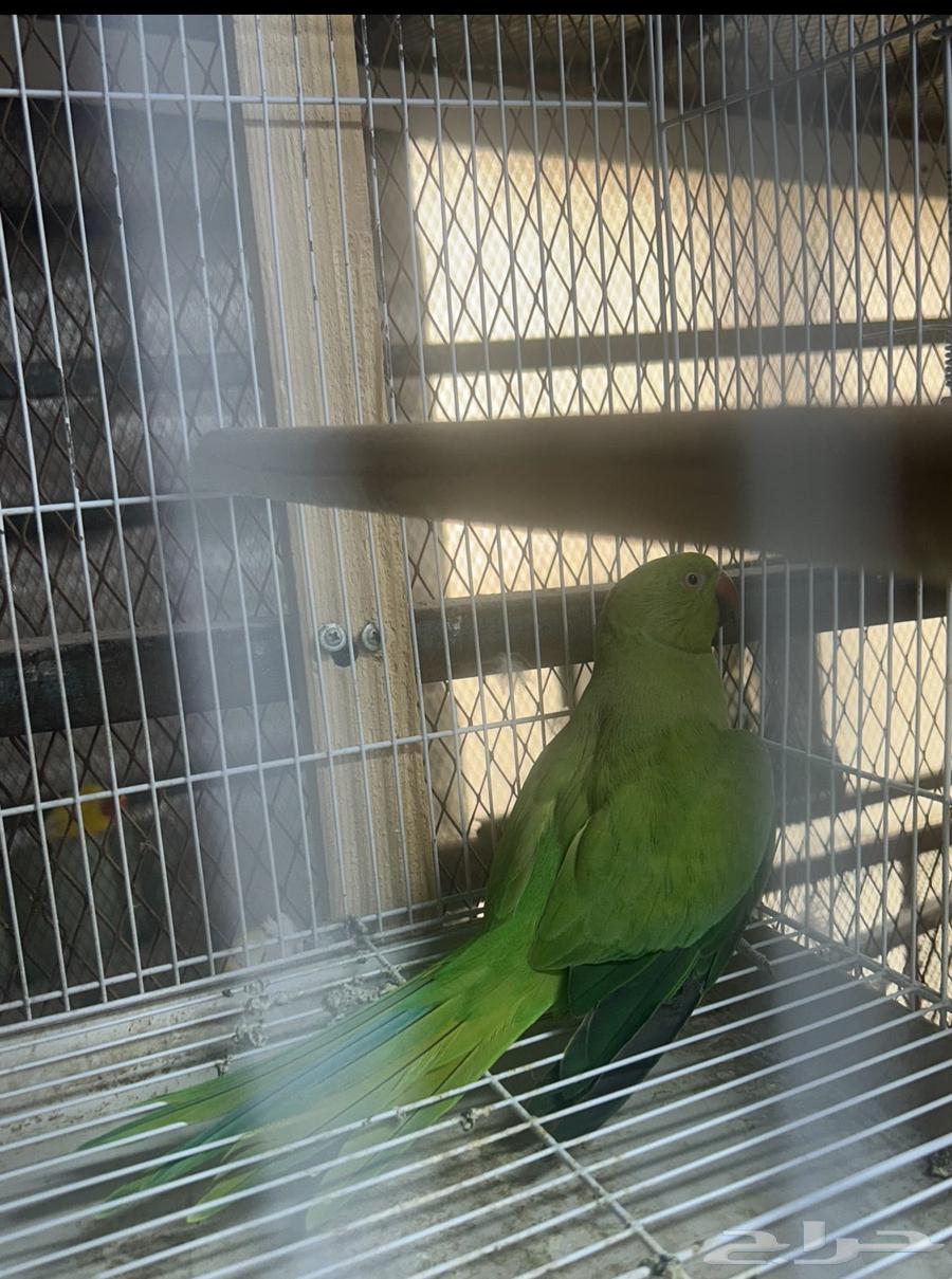 البيع انثي دره64613851264513112