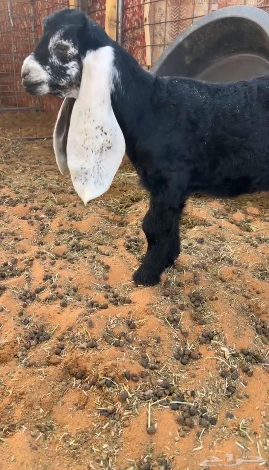 للبيع فحل عارضي ثني و مشروع فحل64615694990595110