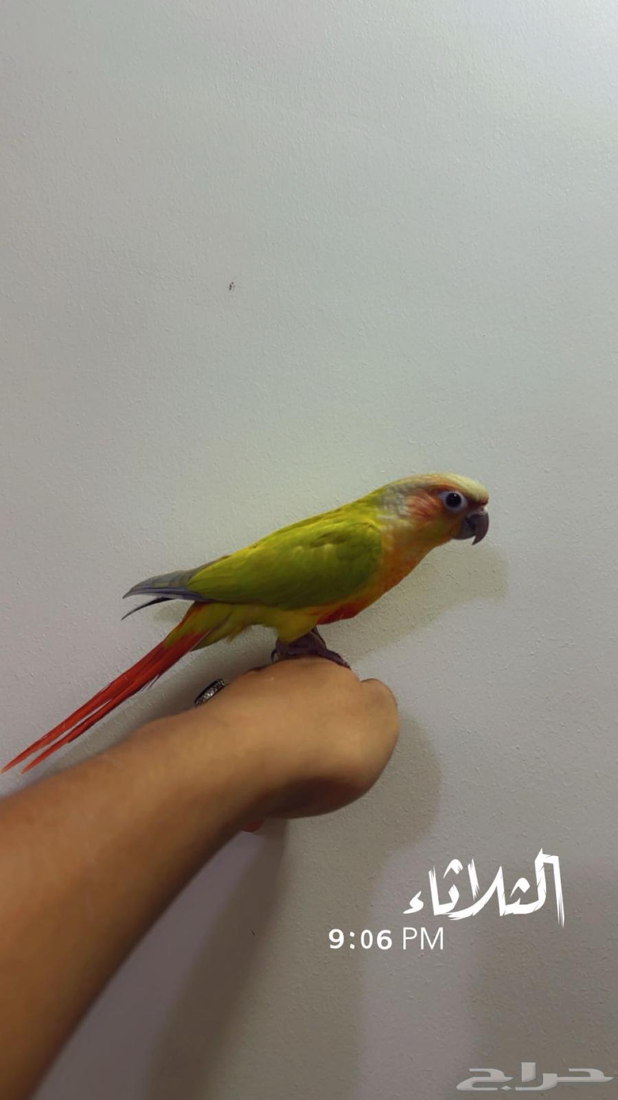 كنيور امريكانا دايلوت هدد64607258731265112