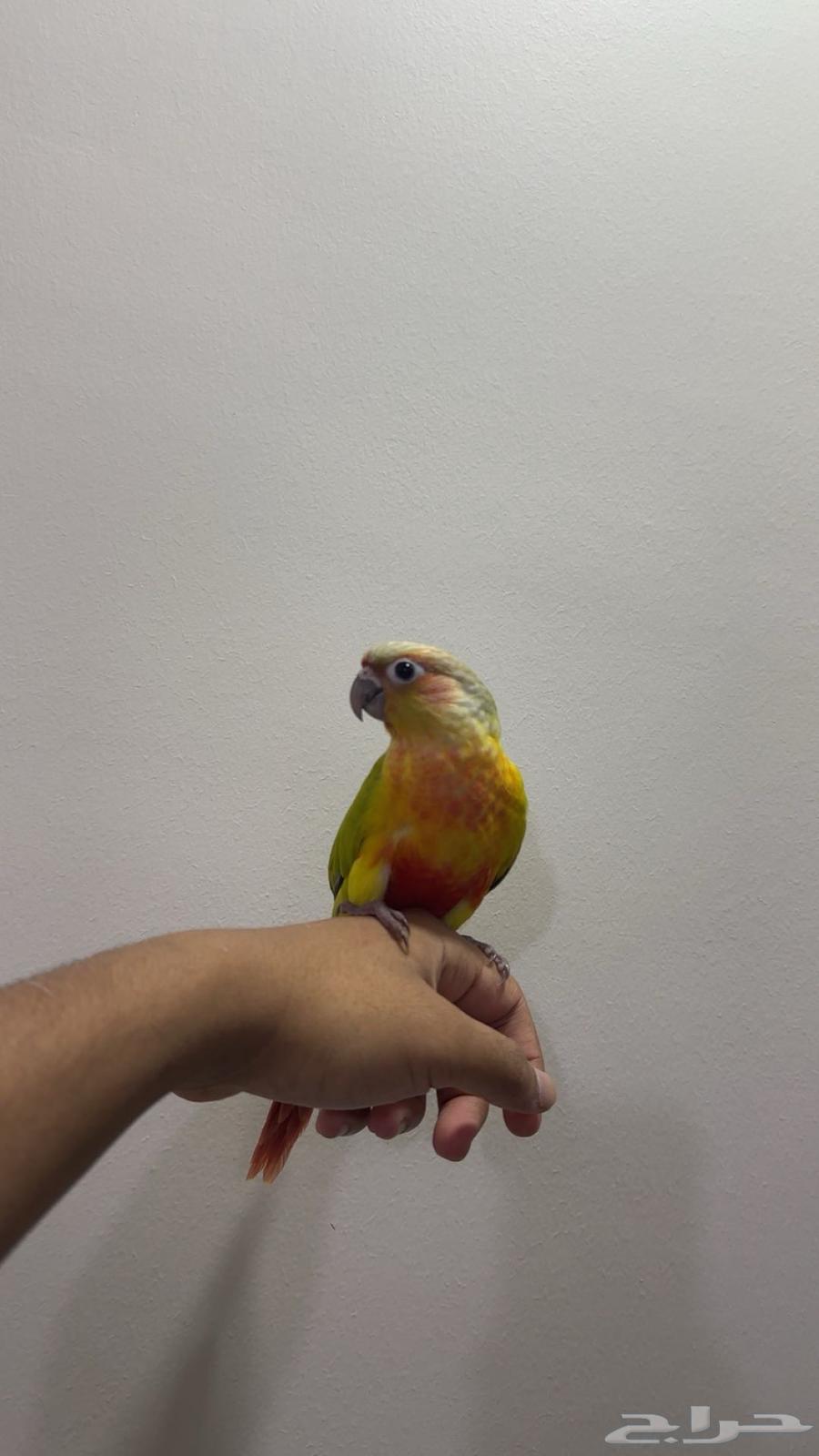 كنيور امريكانا دايلوت هدد64607258731265111