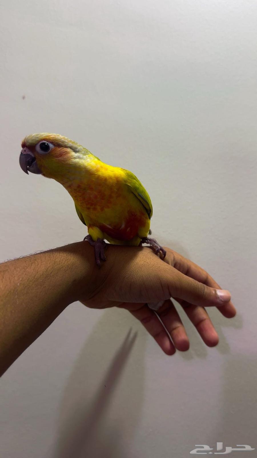 كنيور امريكانا دايلوت هدد64607258731265113