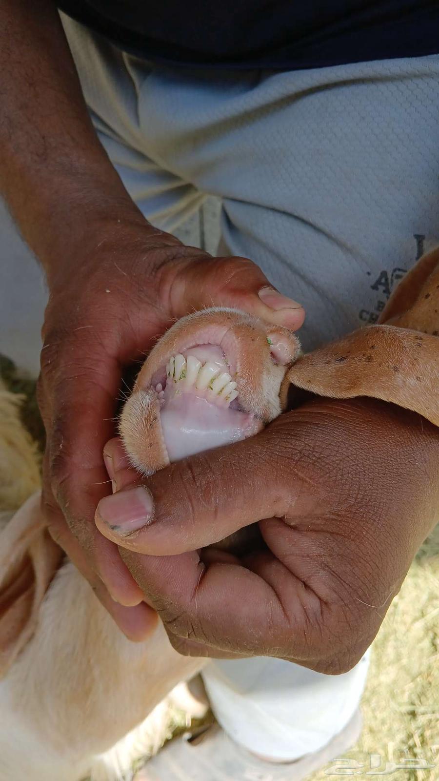 تيوس في الاحساء للبيع64608315929475111