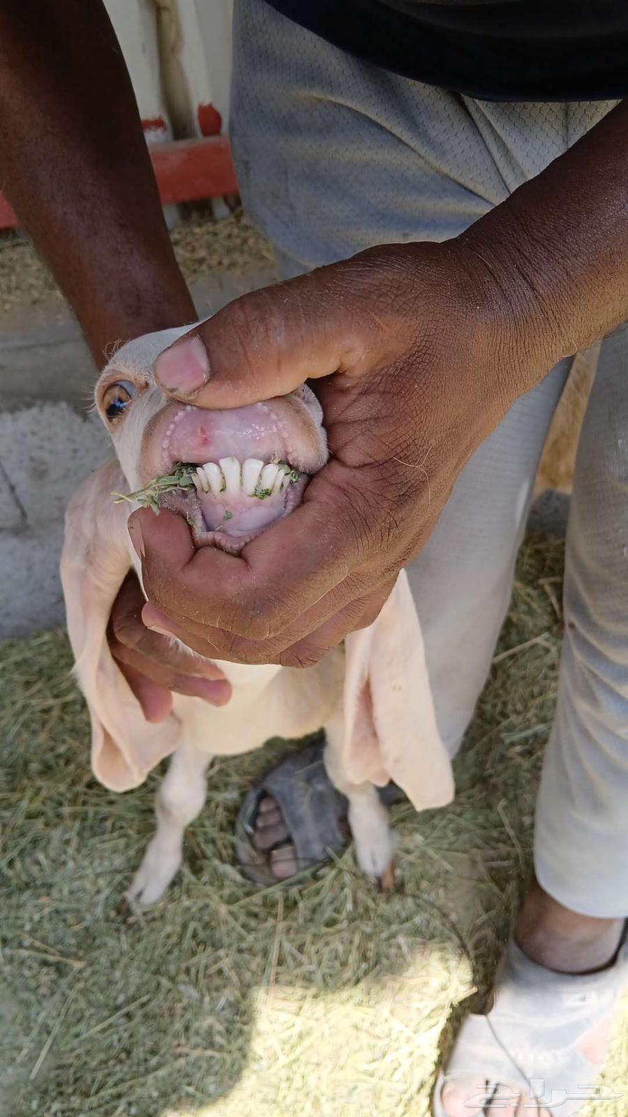 تيوس في الاحساء للبيع64608315929475114