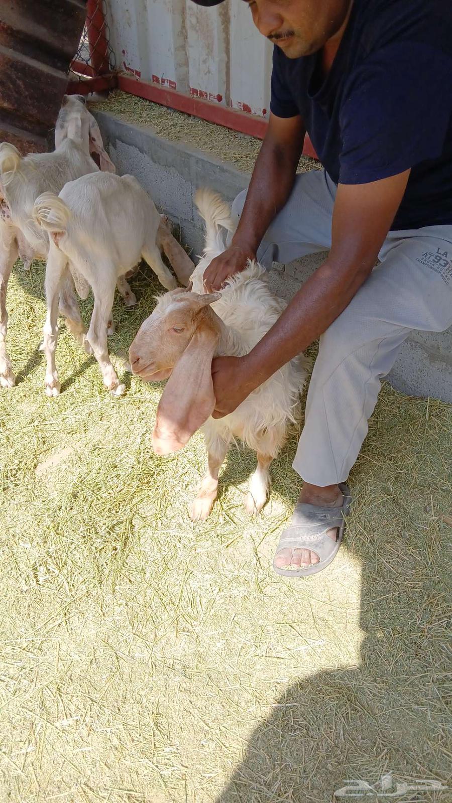 تيوس في الاحساء للبيع64608315929475110