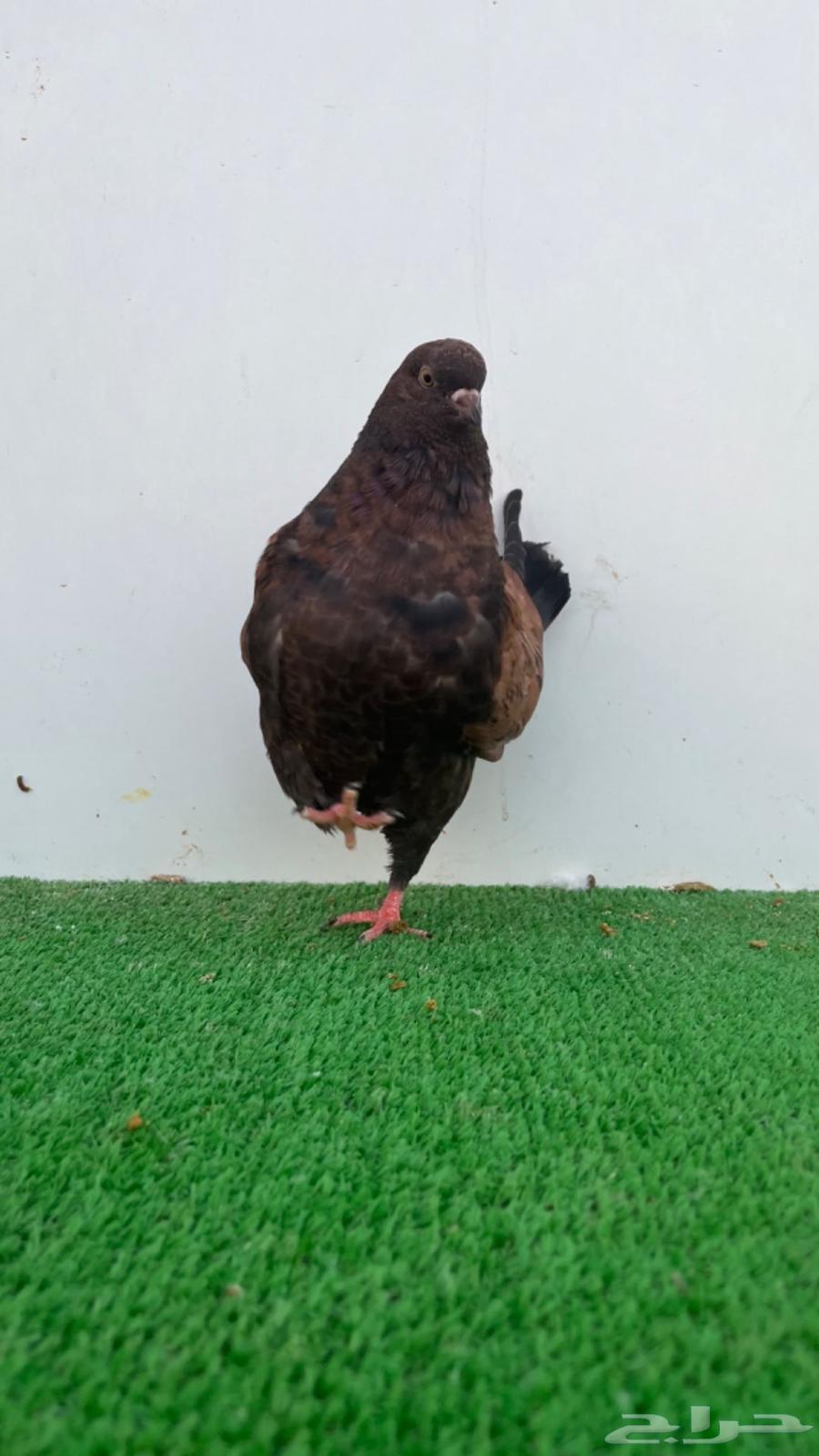 فردة مودينا برونز64608353774467110