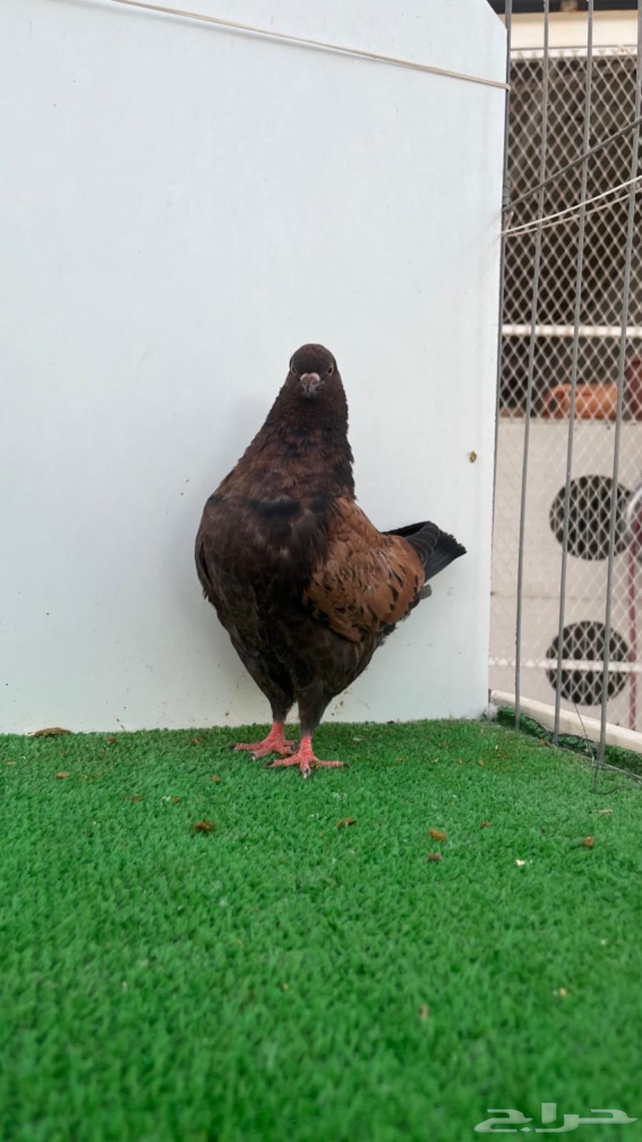 فردة مودينا برونز64608353774467111