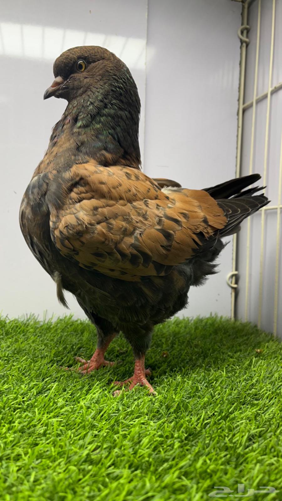 فردة مودينا برونز64608353774467114