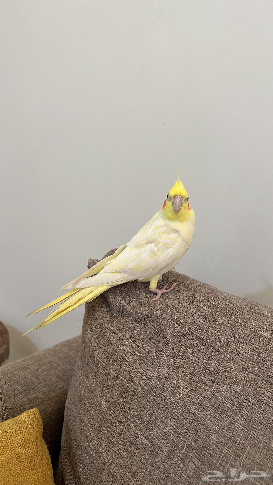 ببغاء كراوان أليف للبيع64610318055042110