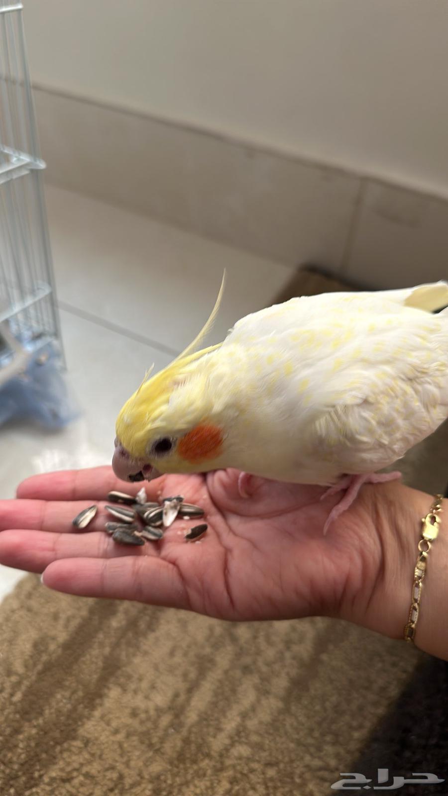 ببغاء كراوان أليف للبيع64610318055042111