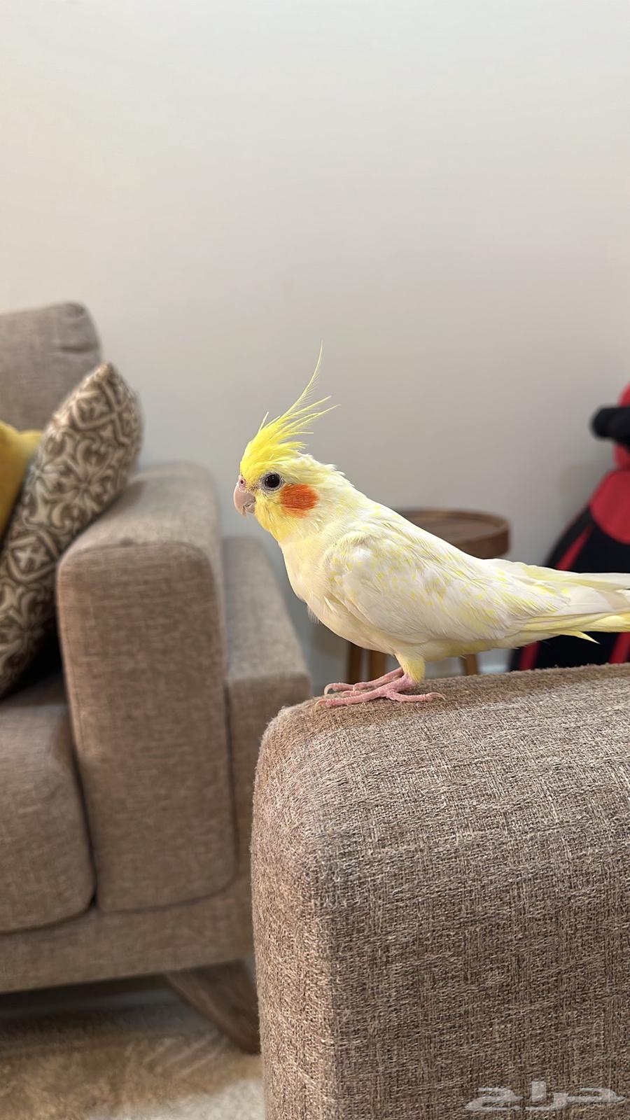 ببغاء كراوان أليف للبيع64610318055042113