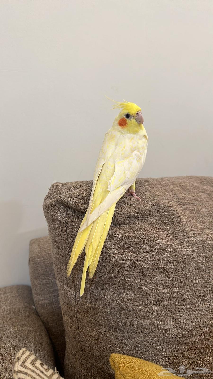 ببغاء كراوان أليف للبيع64610318055042112