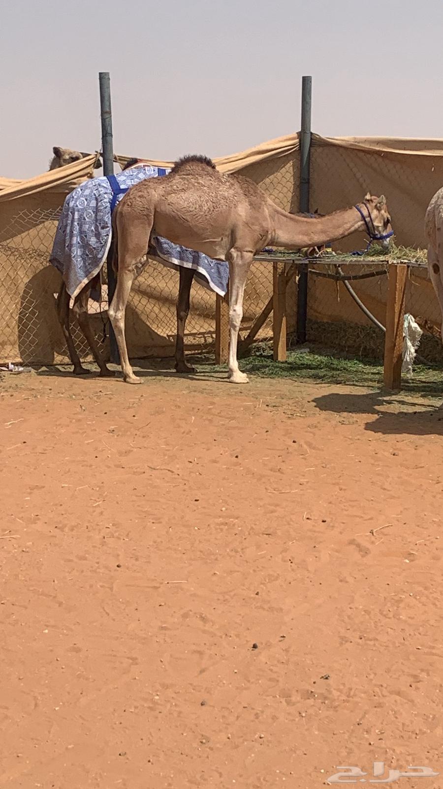 حاشي للبيع قصب64611955054211110