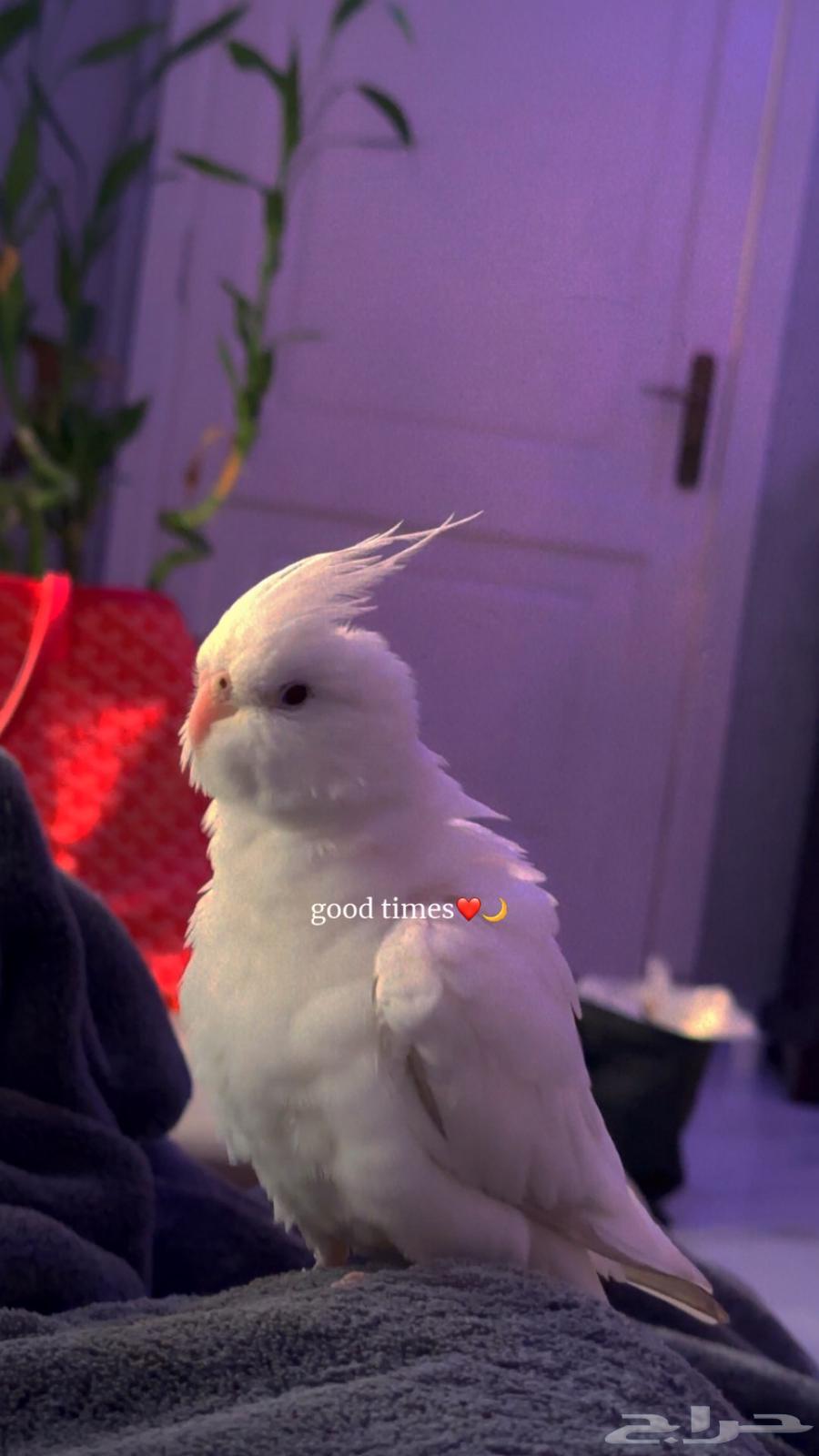 طير كروان البينو64613349872130112