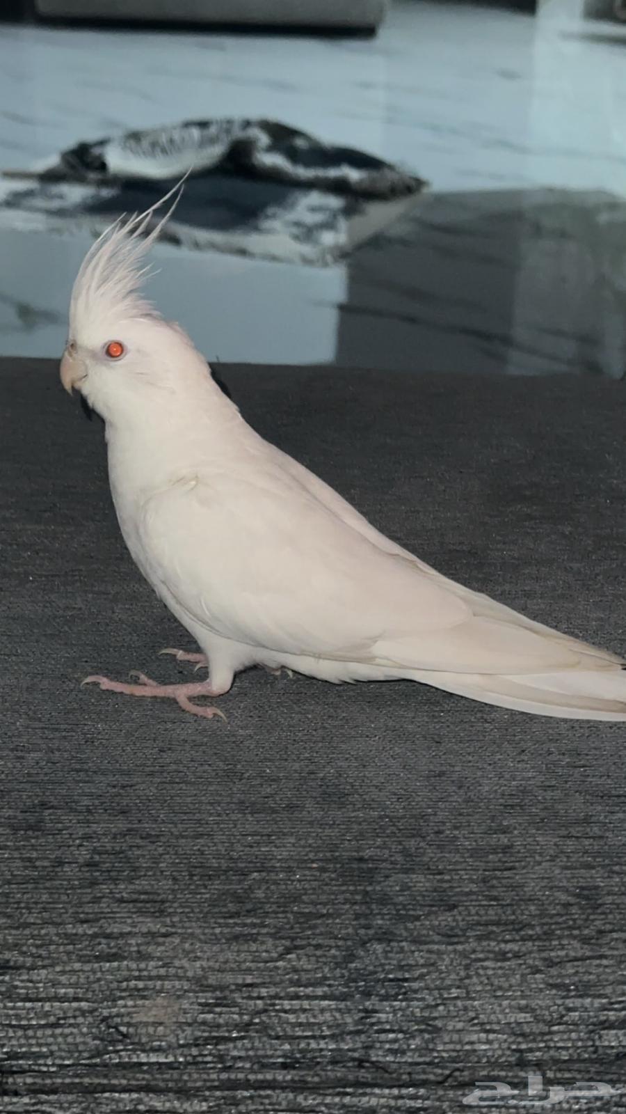 طير كروان البينو64613349872130113