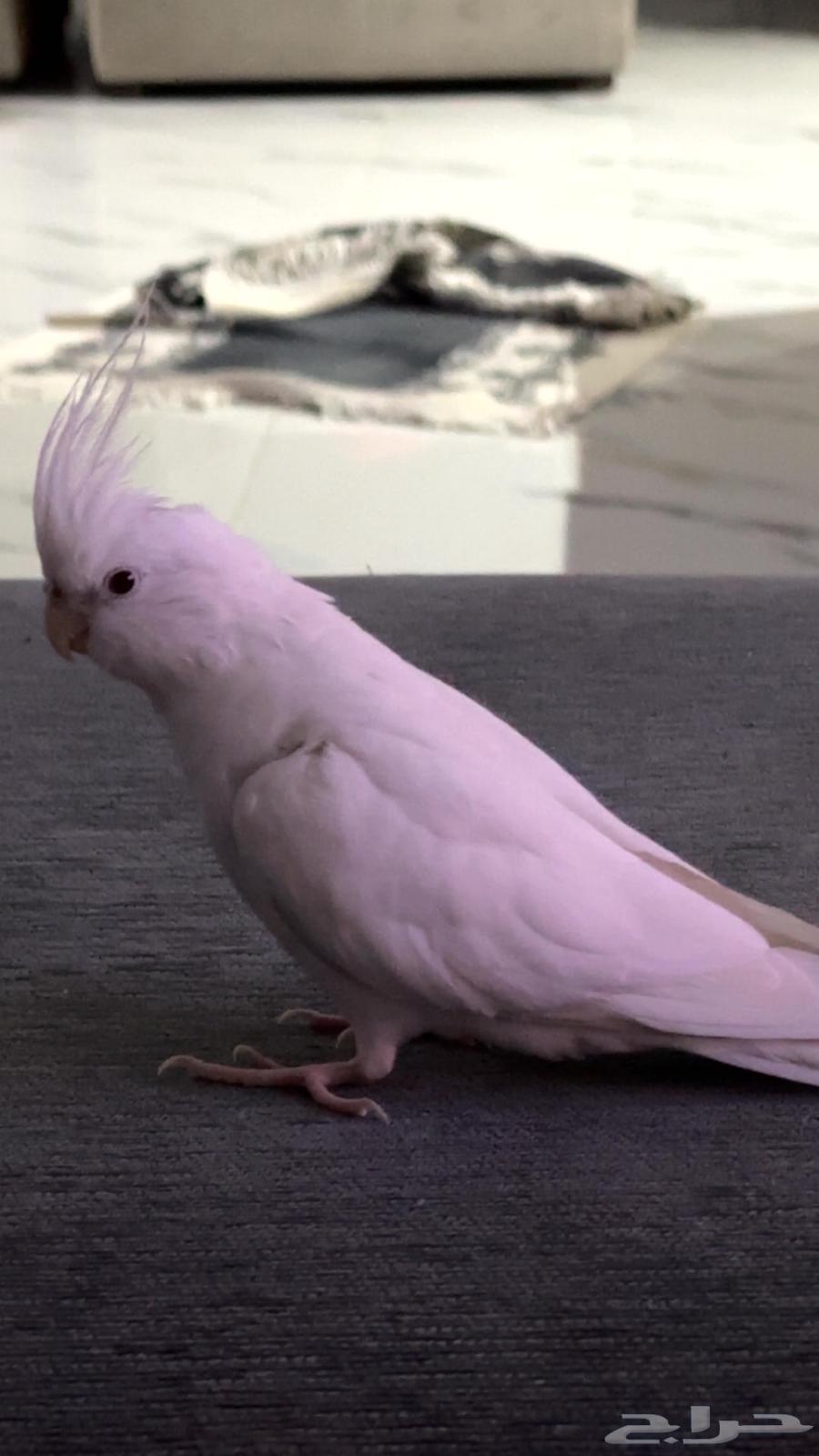 طير كروان البينو64613349872130110