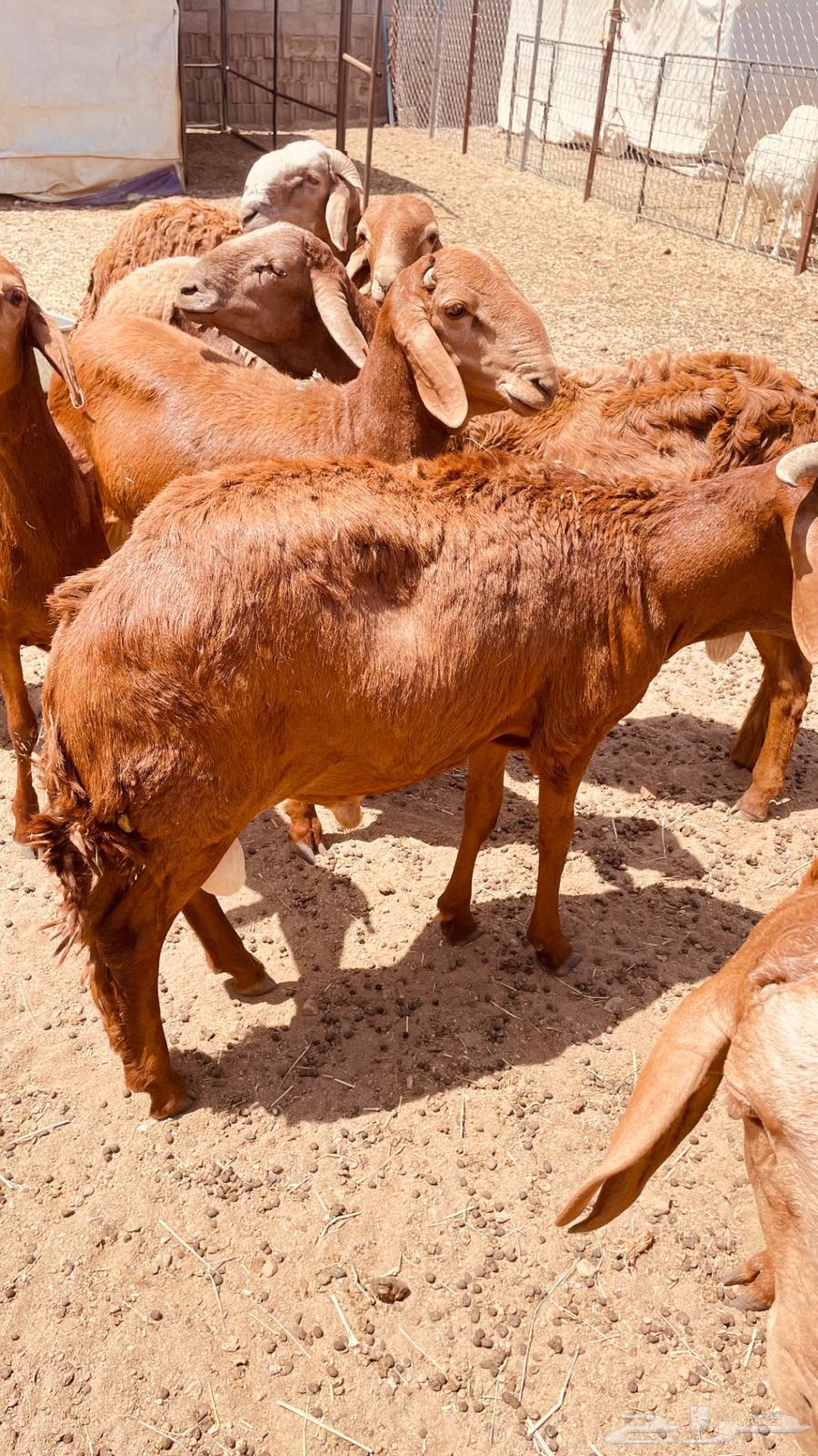 Swaakan Sheep, Raised for Over Three Months – God Is Witness64613642894594113