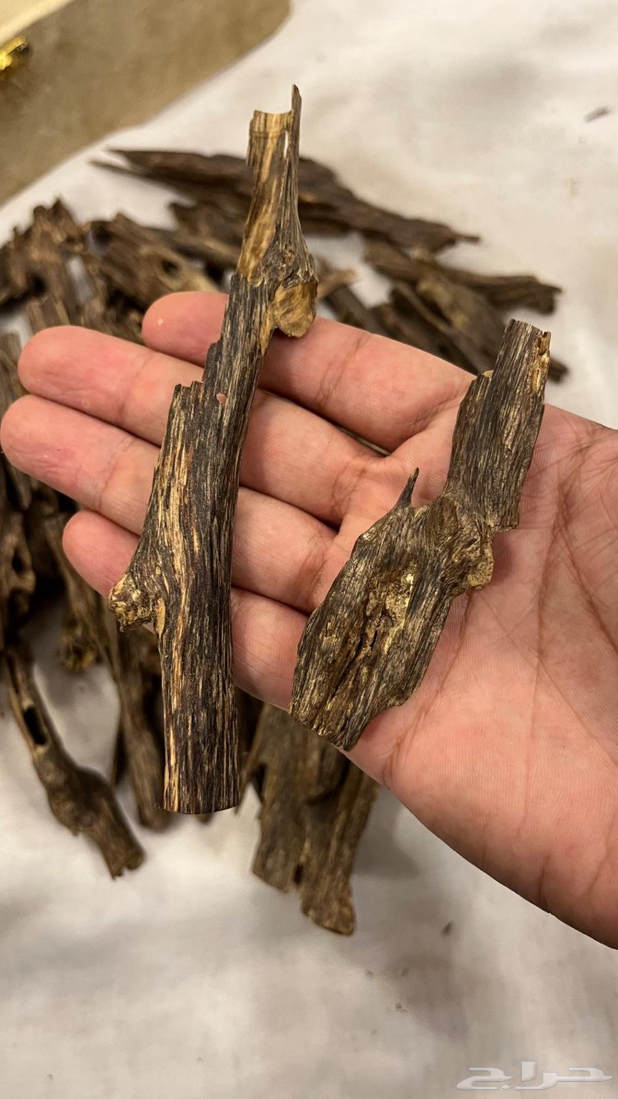 عود هندي غابات منيبور وآسام64614310086017111