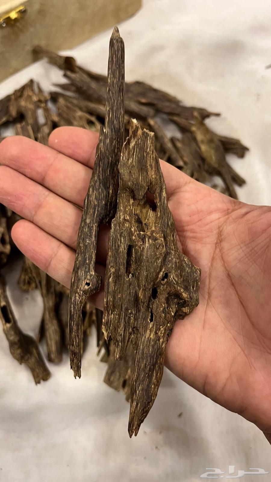 عود هندي غابات منيبور وآسام64614310086017110