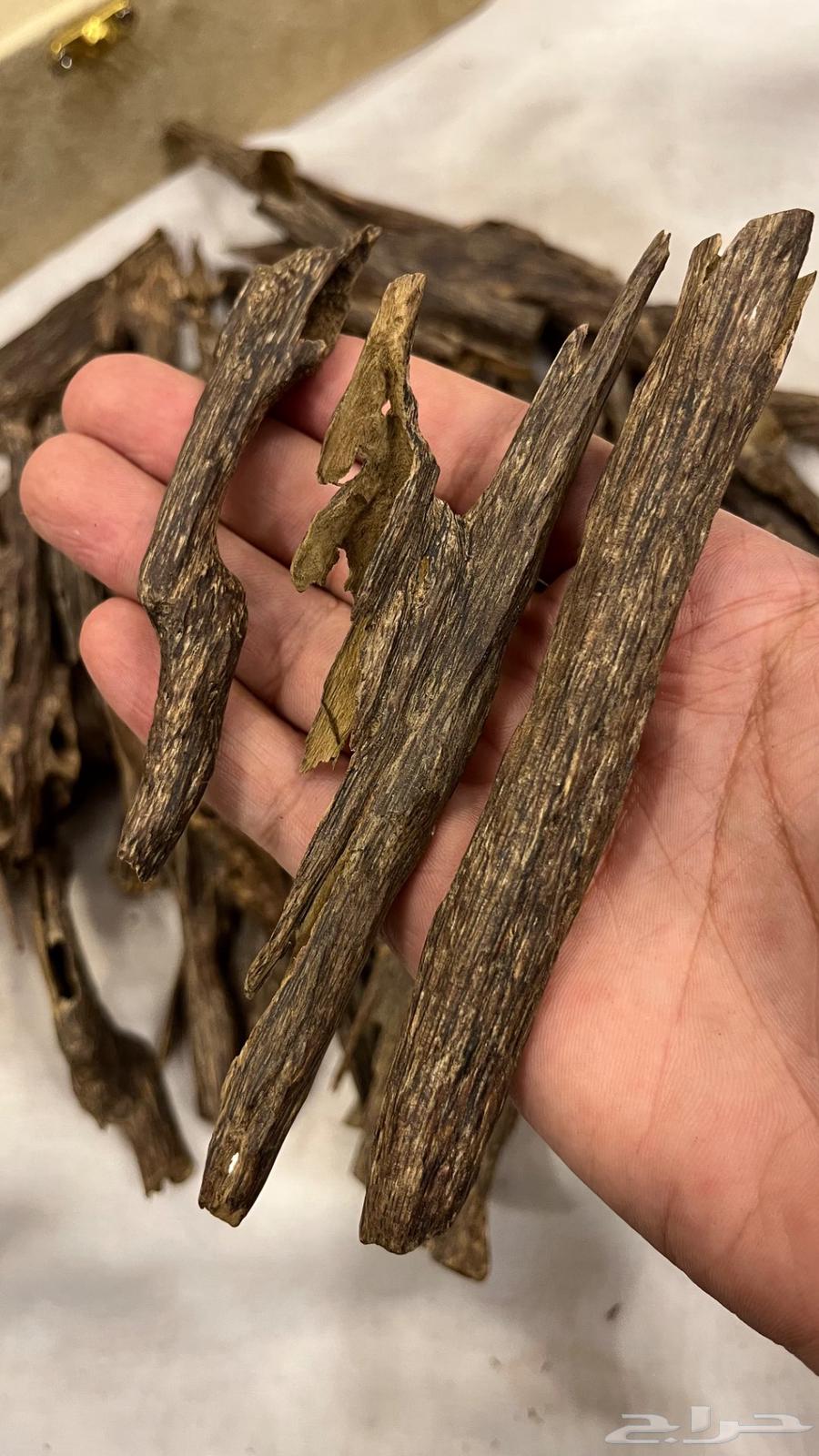 عود هندي غابات منيبور وآسام64614310086017114