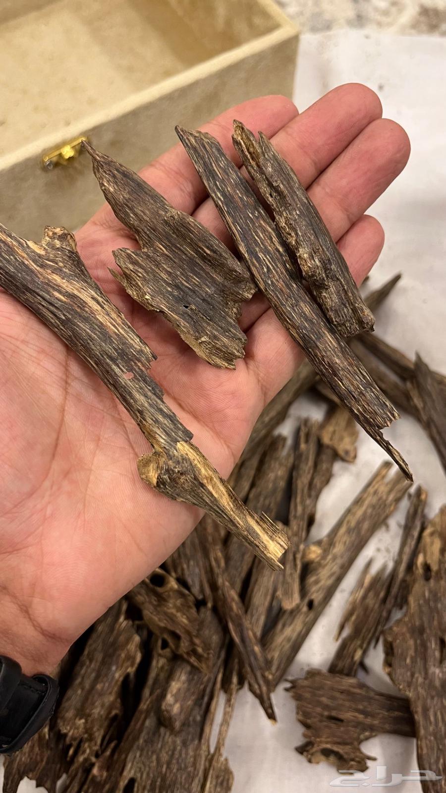 عود هندي غابات منيبور وآسام64614310086017112