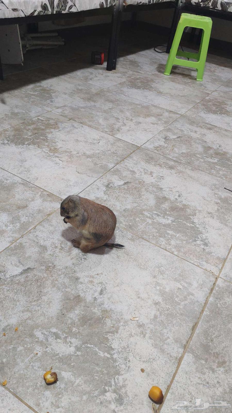 ذكر المرموط.. كلب البراري64607134855555110