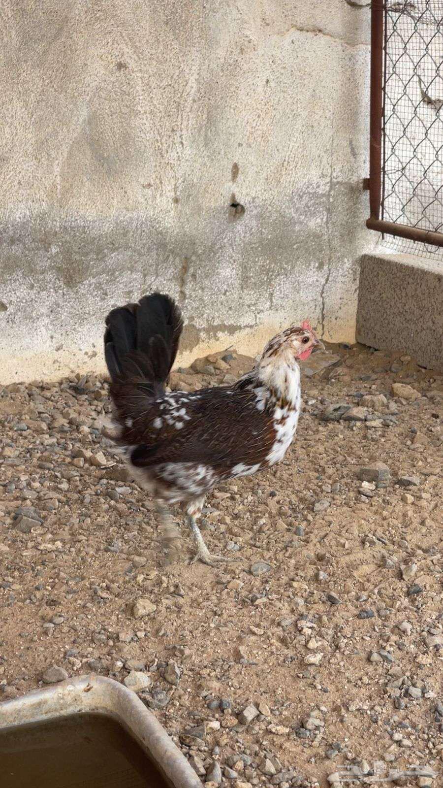 دجاج عربي ماكنتوش ( تم البيع )64616329741187113