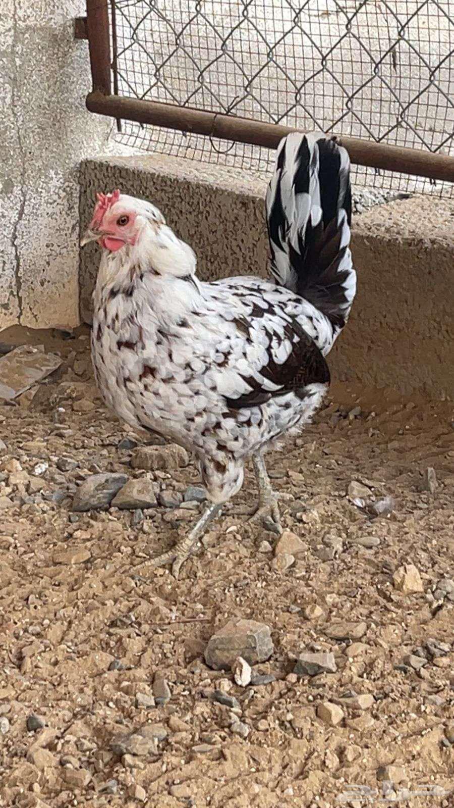 دجاج عربي ماكنتوش ( تم البيع )64616329741187114