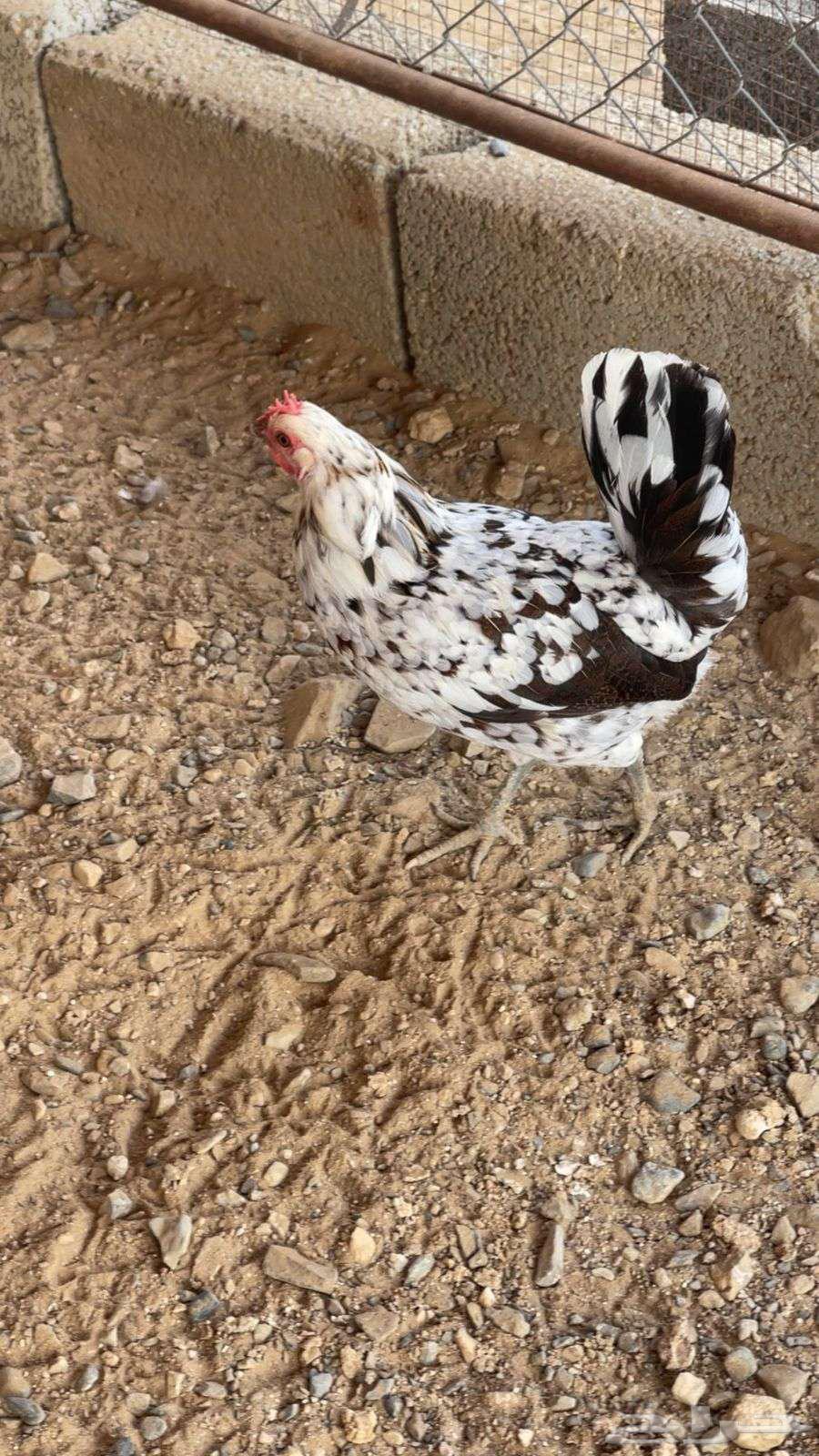 دجاج عربي ماكنتوش ( تم البيع )64616329741187110